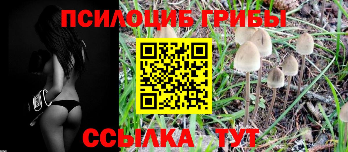 Псилоцибиновые грибы GOLDEN TEACHER  Вход с VPN  Сосновоборск  Галлюциногенные грибы Cubensis 